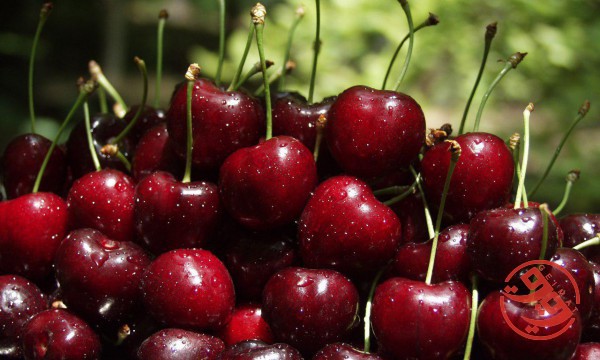 فروش گیلاس صادراتی اصفهان